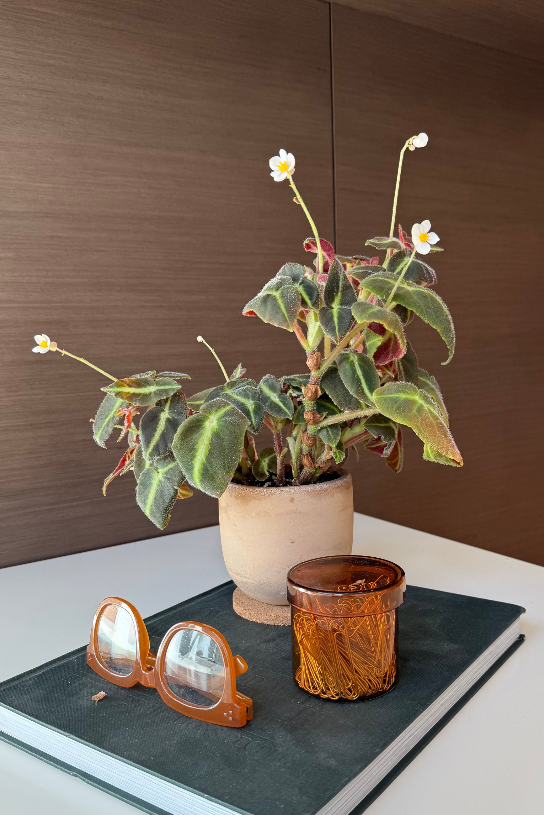 専用おまとめ　Begonia 5点 BegonAss4.