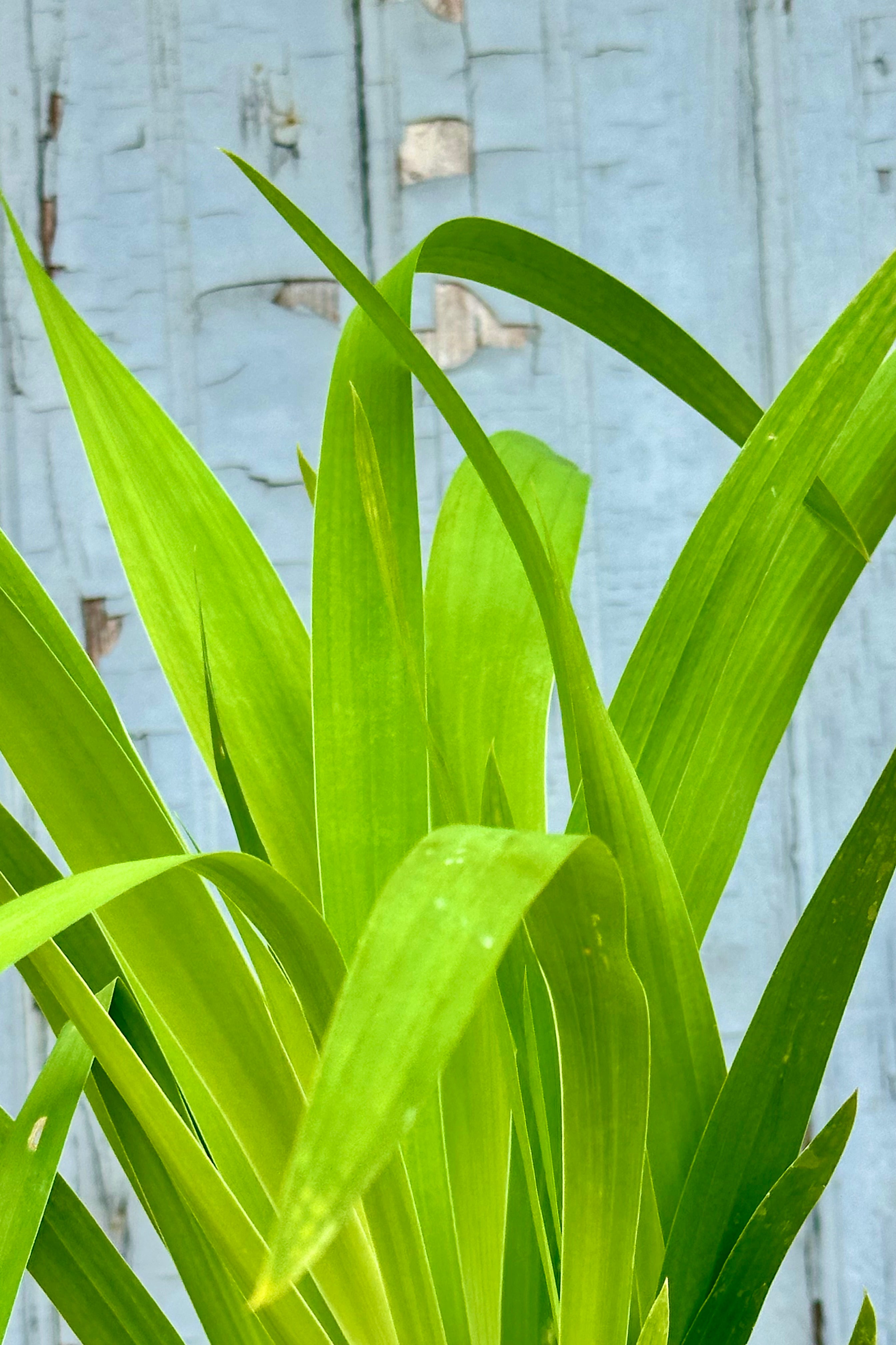 The strappy green leaves up close of the Belamcanda chinensis mid July prior to blooming.