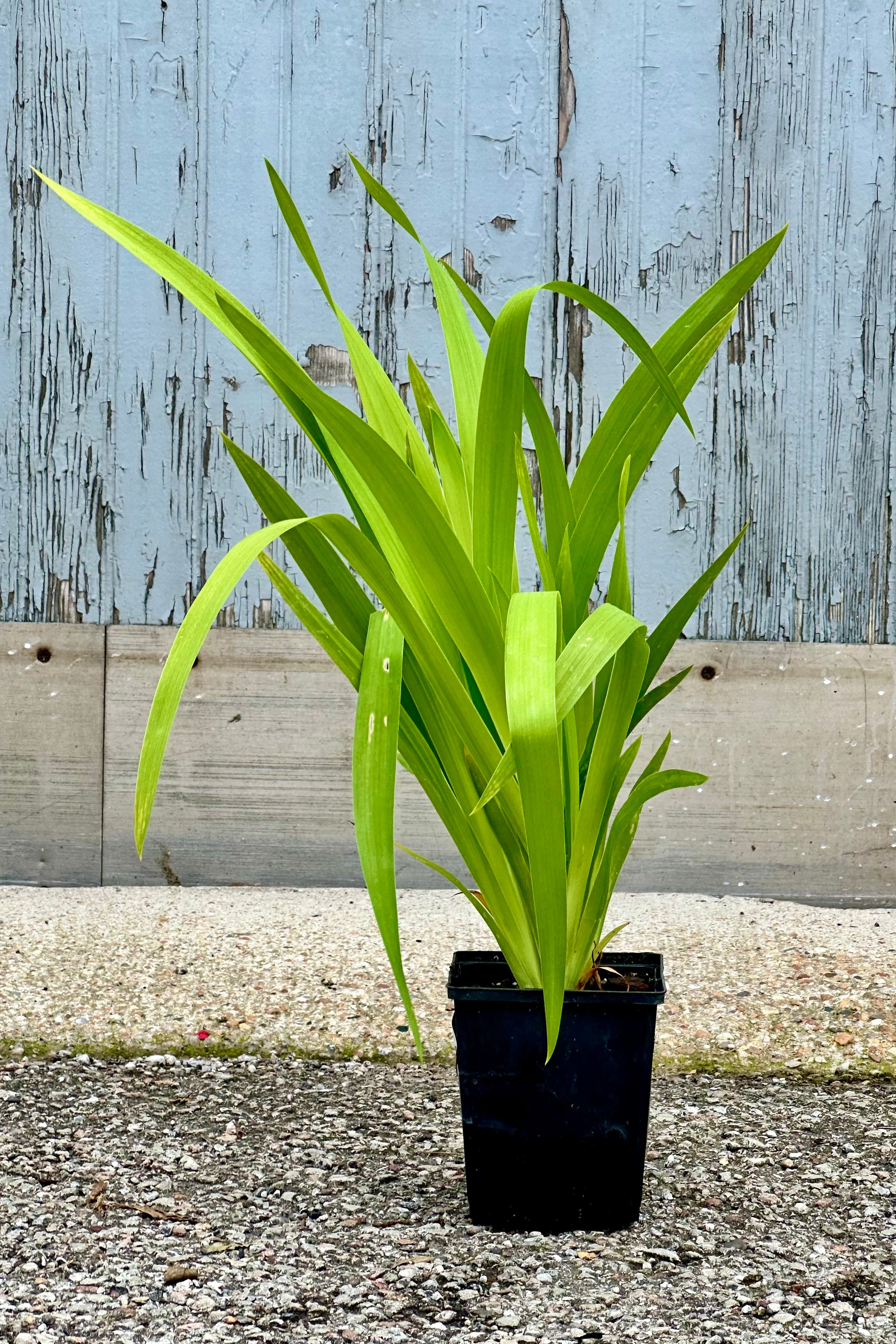 Belamcanda chinensis in a quart size pot before bloom, mid July, and viewed from the side with its strappy green leaves. 