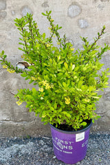 Berberis 'Limoncello' in a #2 growers pot the end of April showing its bright green leaves. 