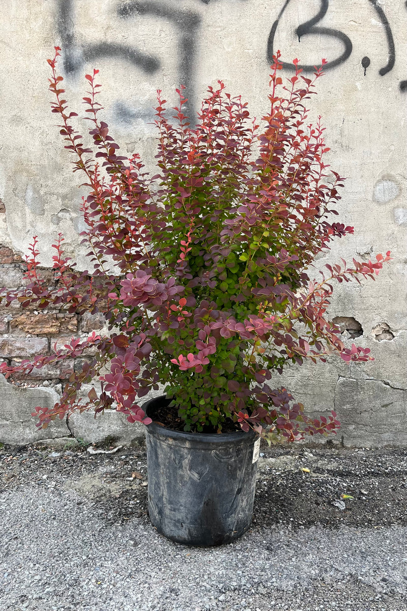 Berberis 'Orange Rocket' in a #5 growers pot in July with its burgundy leaves. 