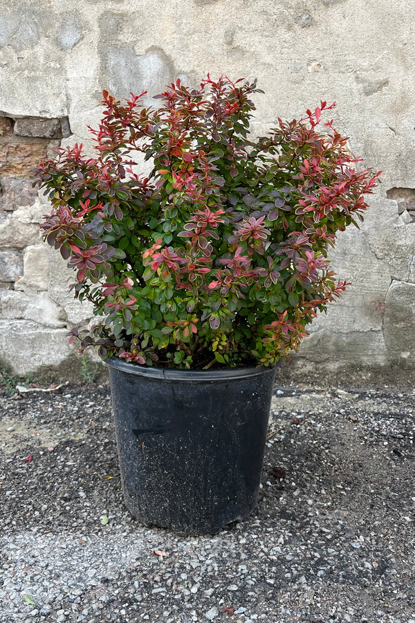 Berberis 'Admiration' shown in growers pot, bright red hot leaves with yellow edges edged at the ends of green leafy branches, shown in mid-summer, end of July