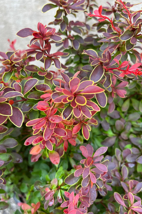 detail photo of Berberis 'Admiration' showing bright red hot leaves edged in yellow, seen in mid-summer, end of July