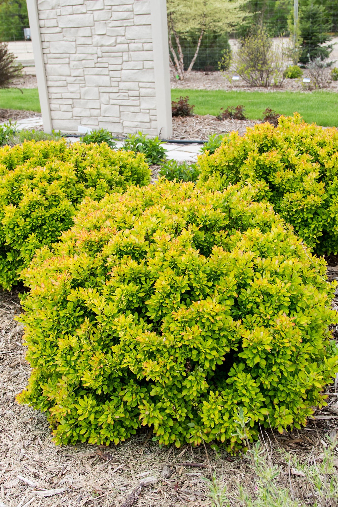 berberis 'Limoncello' plants in the landscape at maturity ©Bailey Nurseries