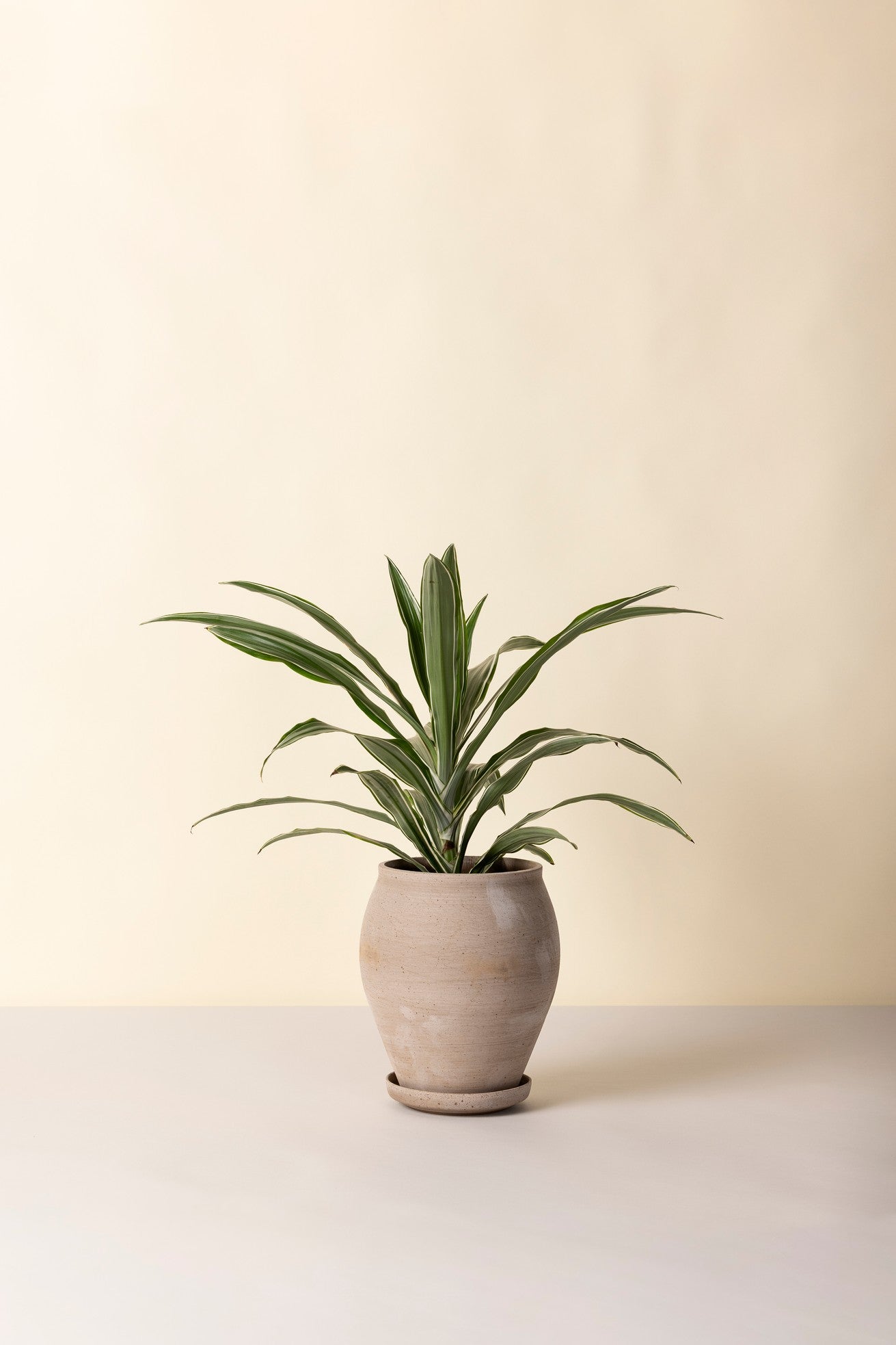 Dracaena plant potted in a grey tall Delphi on a white surface with a beige background ©Bergs Potter