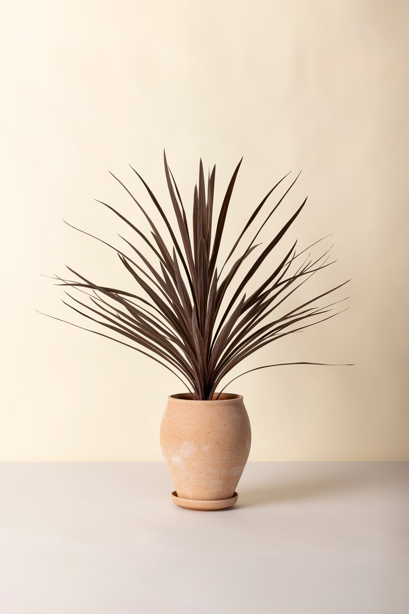 Potted plant with long leaves in a Delphi Rosa tall pot on a neutral background ©Bergs Potter