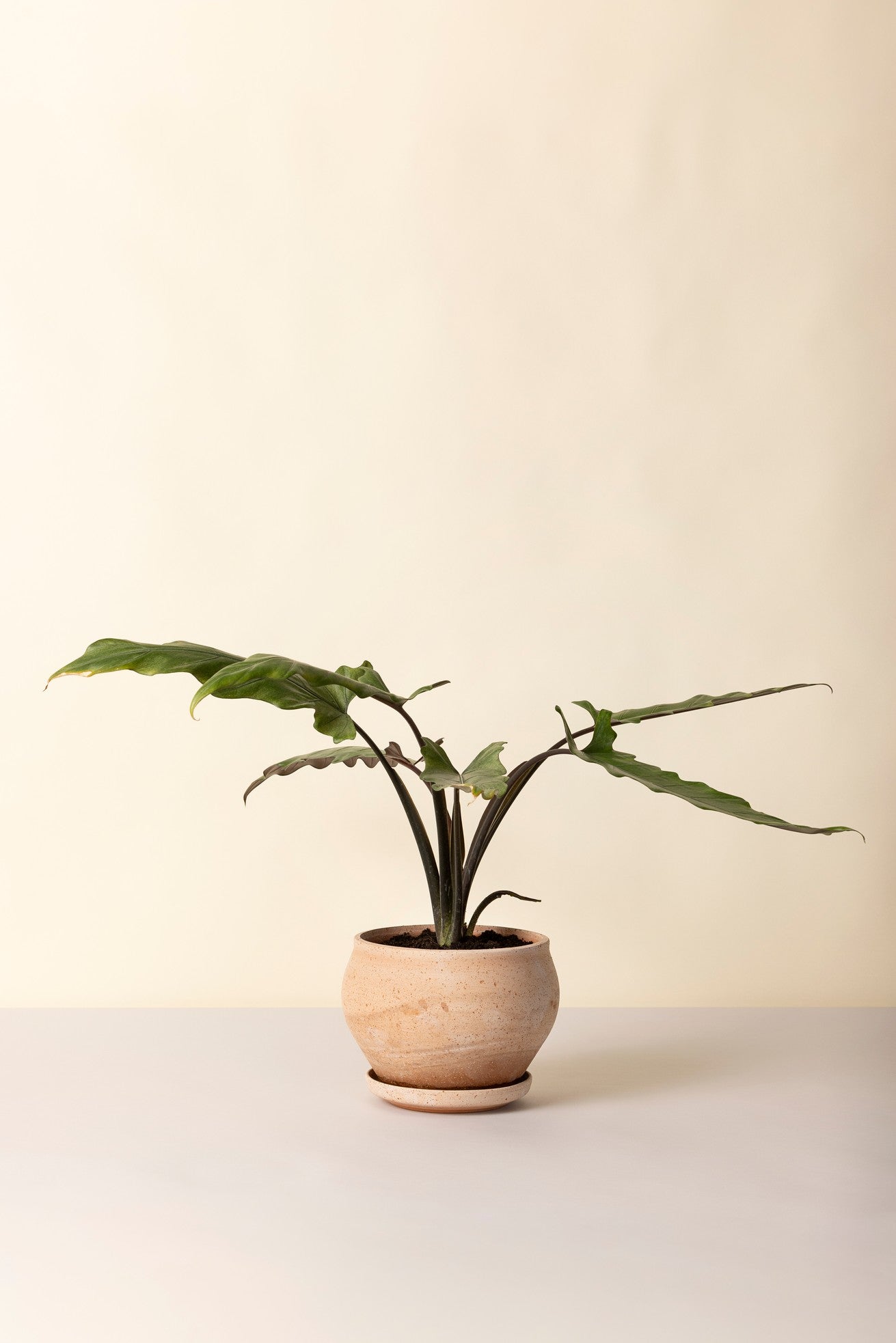 Potted plant in a Bergs Potter Delphi Low planter on a light background ©Bergs Potter
