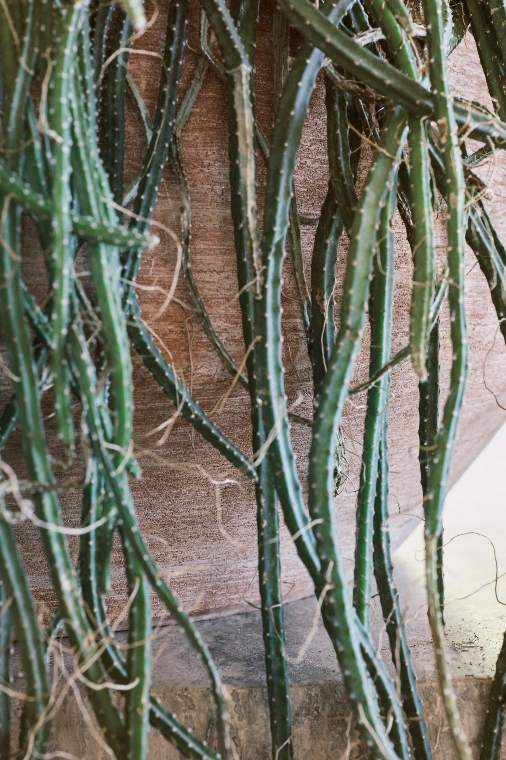 Doma Raw Rosa pot housing a trailing cactus and shown up close on the side ©Bergs Potter