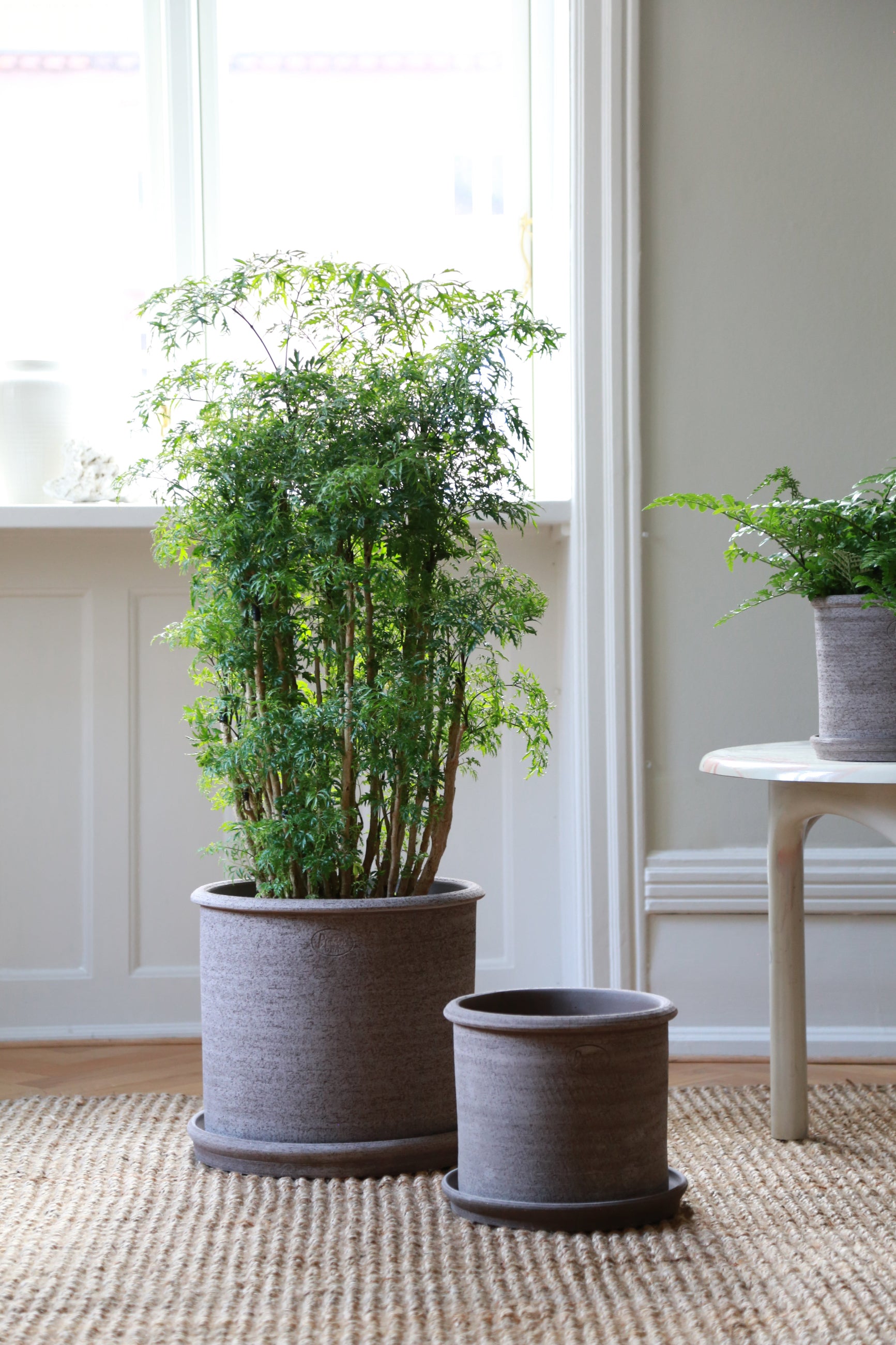 Two potted plants in grey Modena Planters on a wooden floor with a window in the background ©Bergs Planter