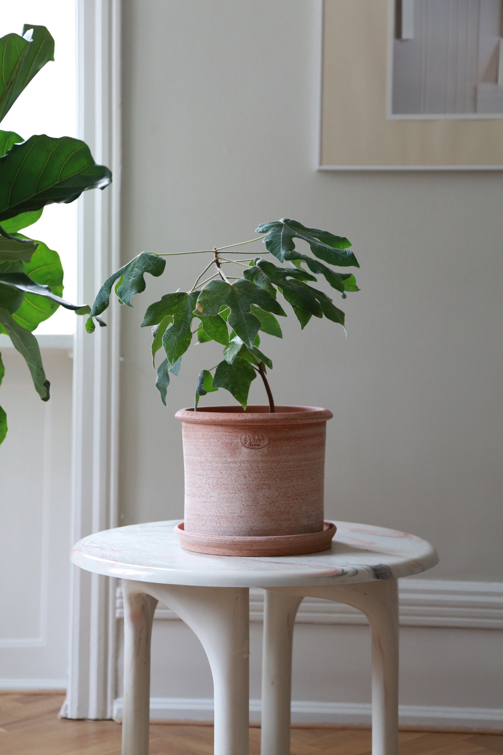Potted plant in a rosa Modena Planter on a small round table against a neutral wall ©Bergs Potter