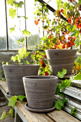 Grey Julie Pots by Bergs Potter sitting together in a group in a greenhouse with ivy.