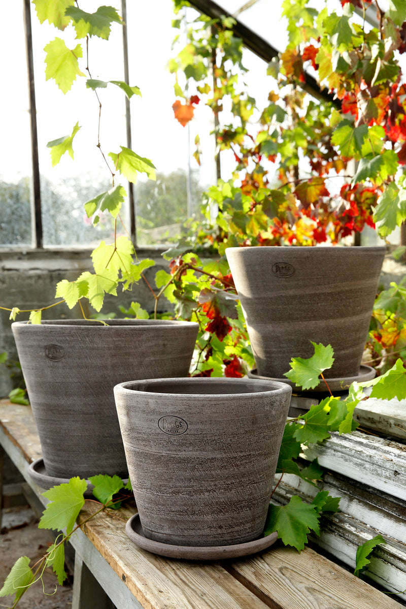 Grey Julie Pots by Bergs Potter sitting together in a group in a greenhouse with ivy.