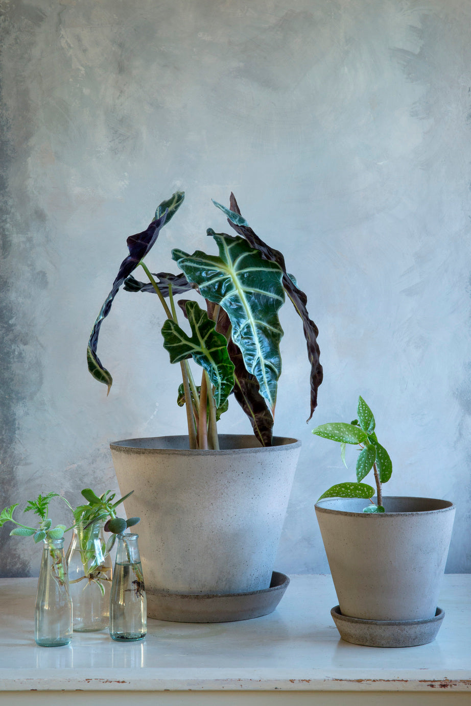 Two different sizes of Grey Julie planters by Bergs Potter planted with plants on a counter top.