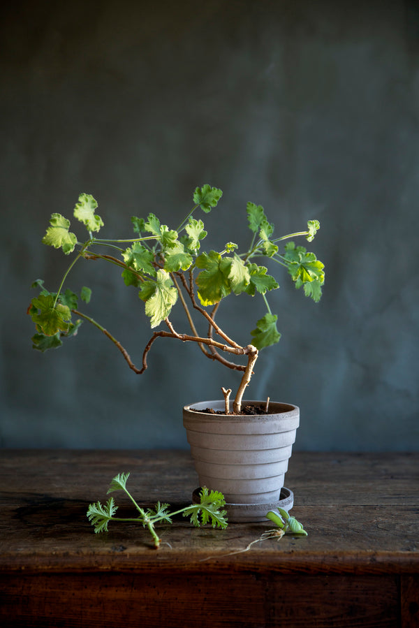 Bergs Potter Planets Pot with a plant inside on a wood table in front of a gray wall. 