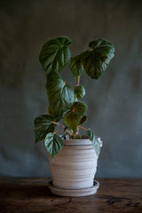 The Grey Bergs Potter Planets pot with a plant potted inside sitting on a wood table with a gray background