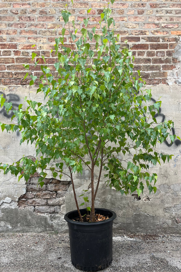 Betula 'Whitespire' clump in a #10 growers pot the beginning of July showing the multitrack form.