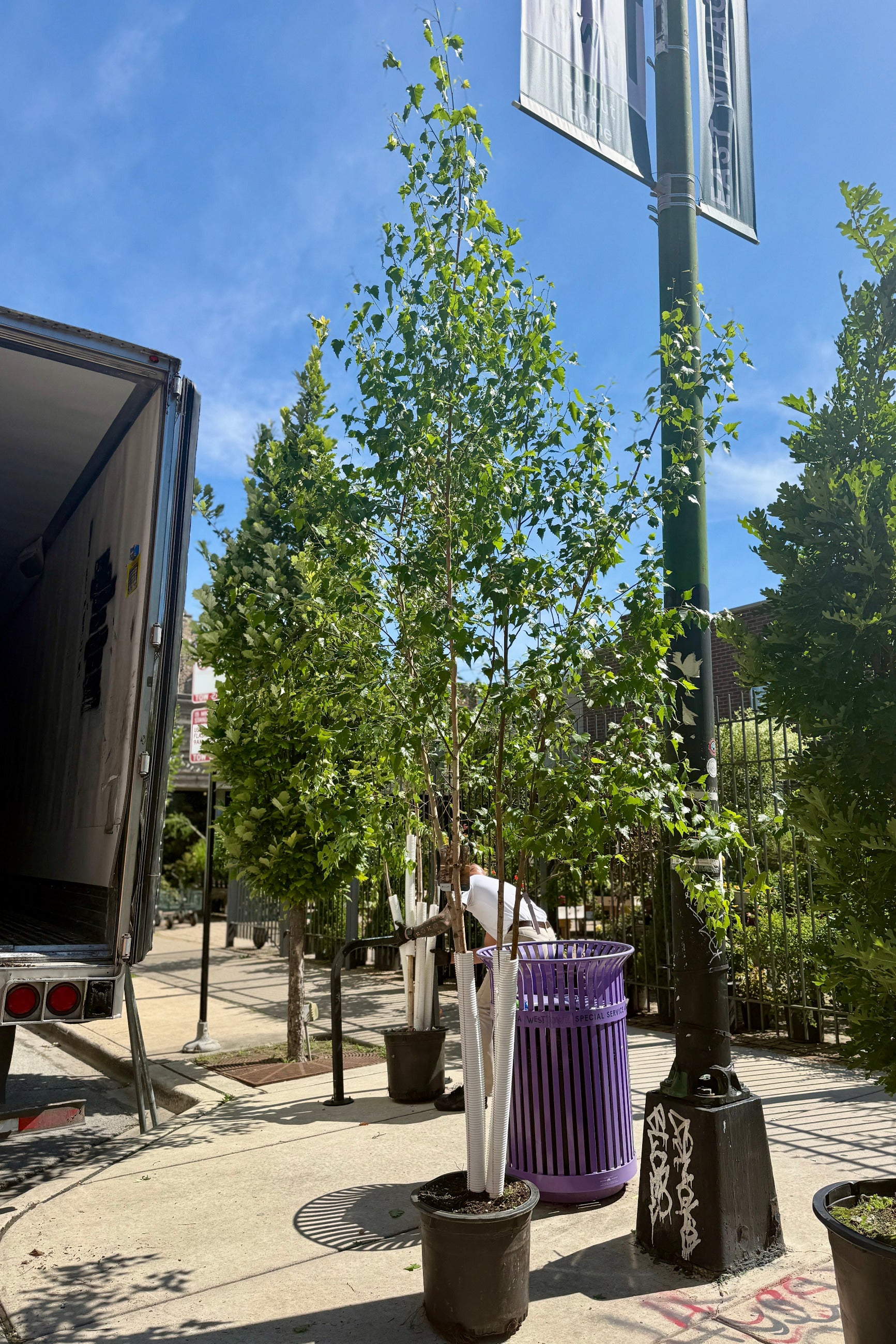 Betula populifolia 'Whitespire' clump #10 the end of June being unloaded off a truck ©Sprout Home