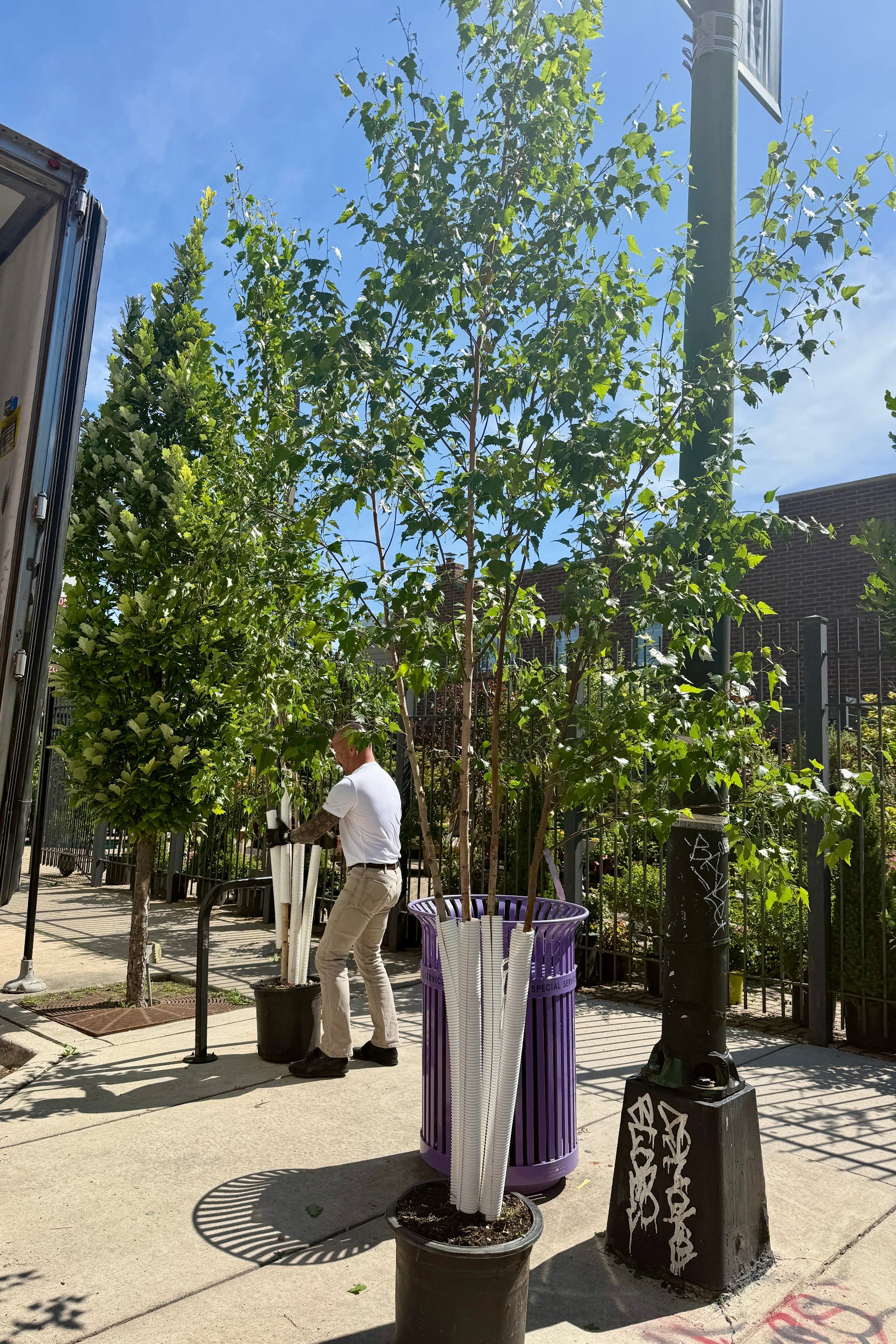 Betula populifolia 'Whitespire' clump #10 the end of June being unloaded off a truck ©Sprout Home
