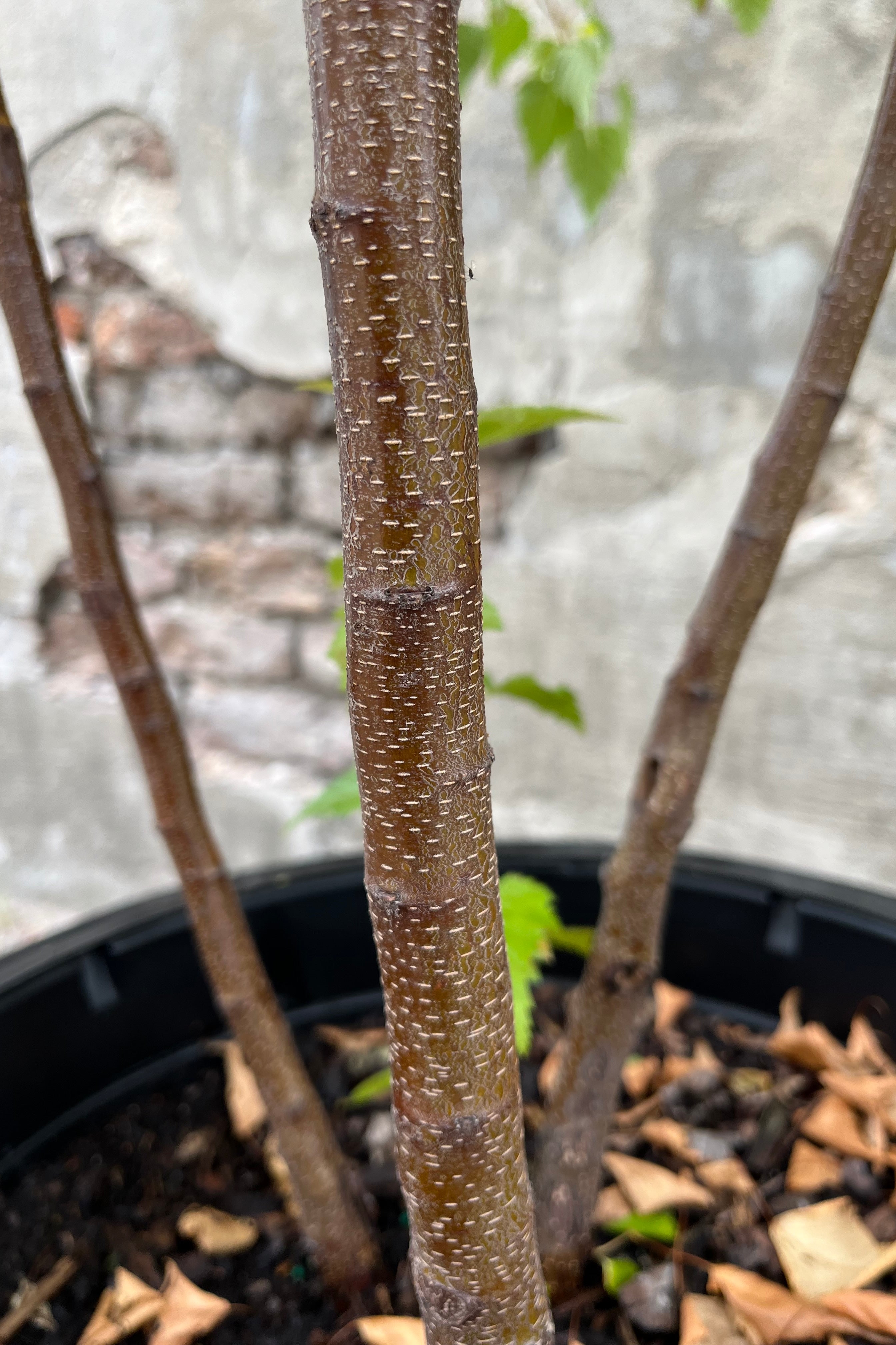 The bark of a young Betula 'Whitespire' tree.