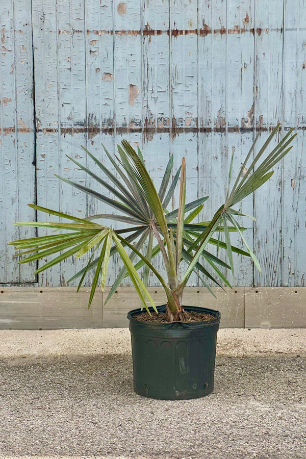 Bismarkia nobilis in a 14" growers po against a gray blue wood wall. 