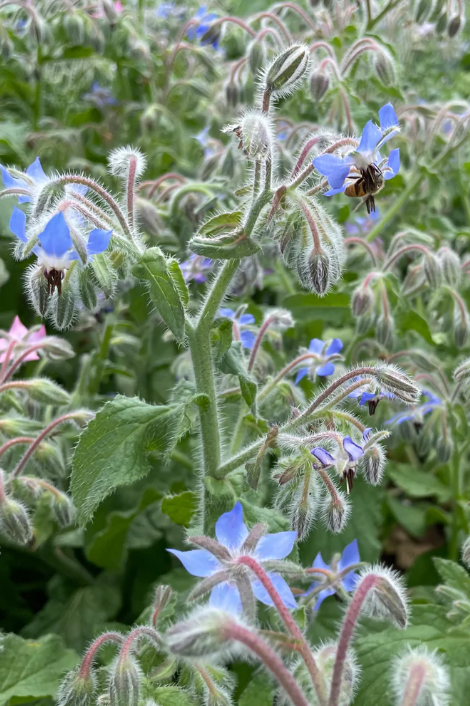 grown borage with blue flowers and a bee by Hudson Valley Seed Company