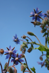 Flowers in borage plants against a blue sky by Hudson Valley Seed Company