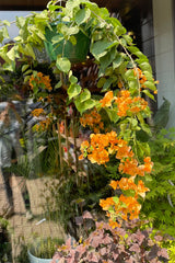 Bougainvillea in a 10" hanging pot with orange rust colored flowers cascading.