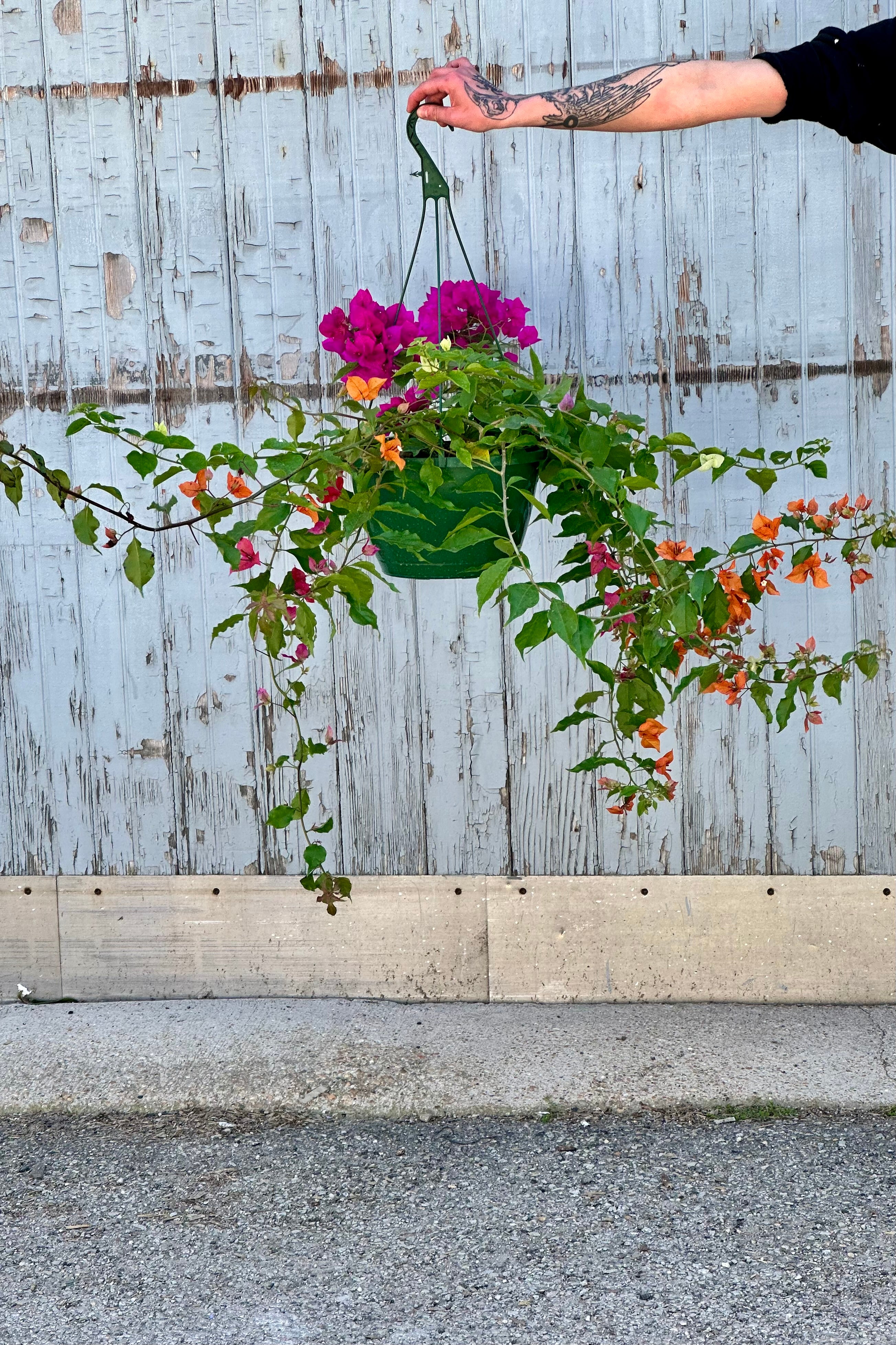 a pink and orange flowering Bougainvillea in a 10" hanging growers pot against a gray wood wall.