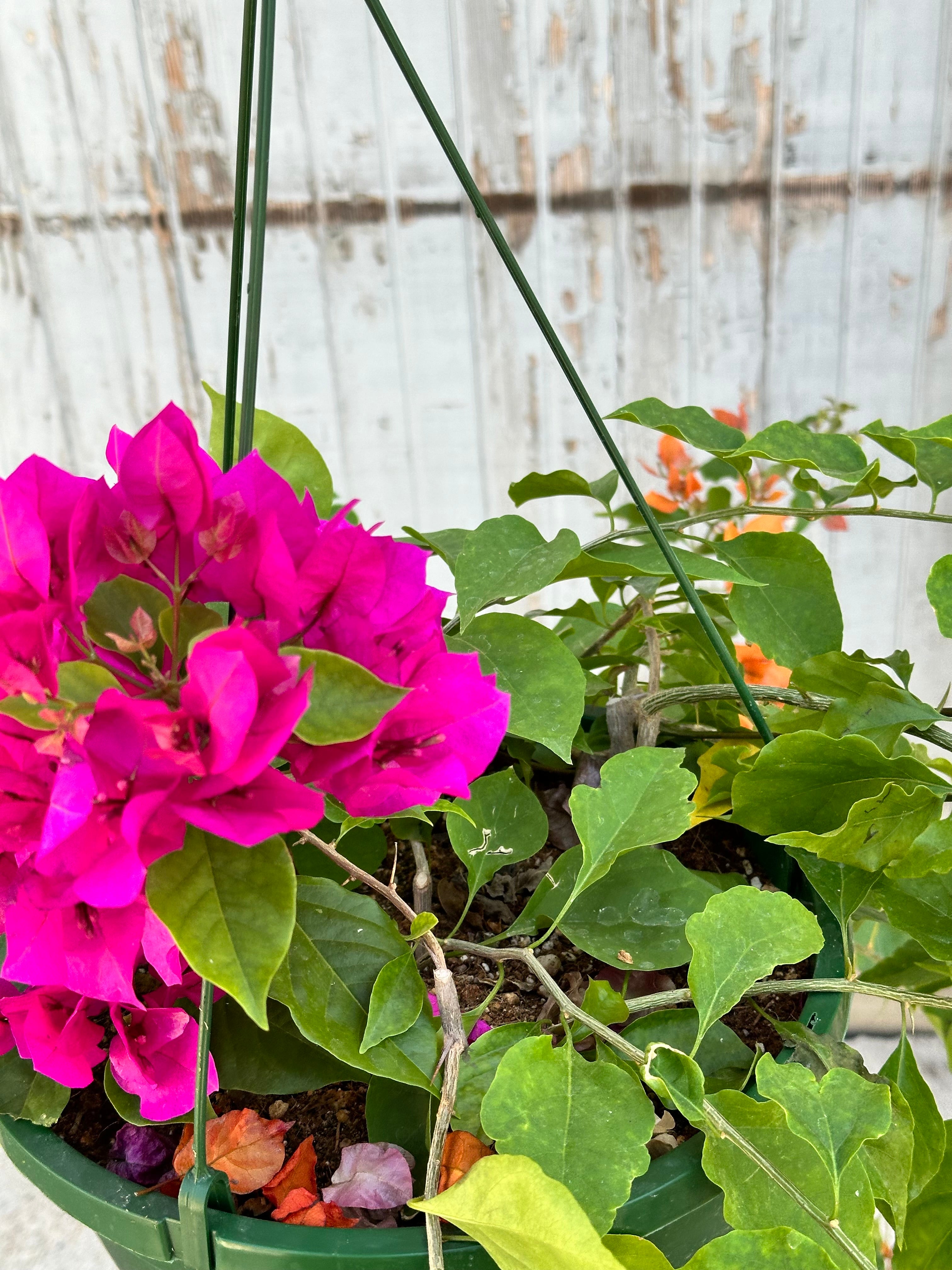 Bougainvillea flowers in pink up close.