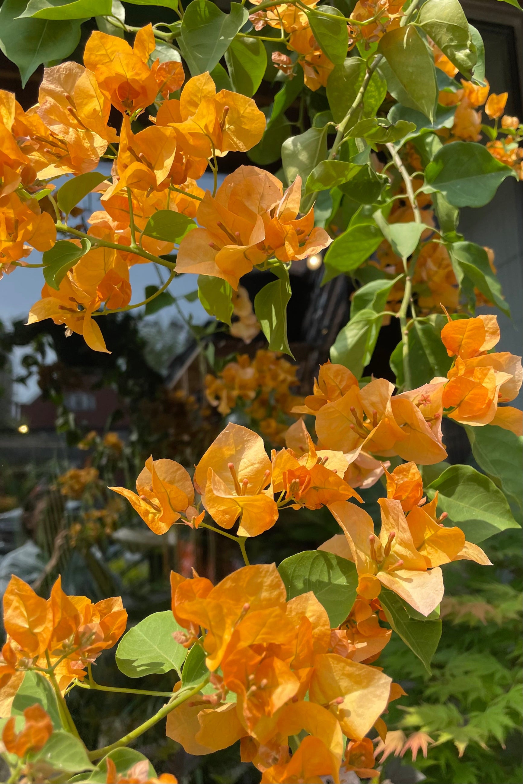 Detail of the orange colored Bougainvillea  ©Sprout Home