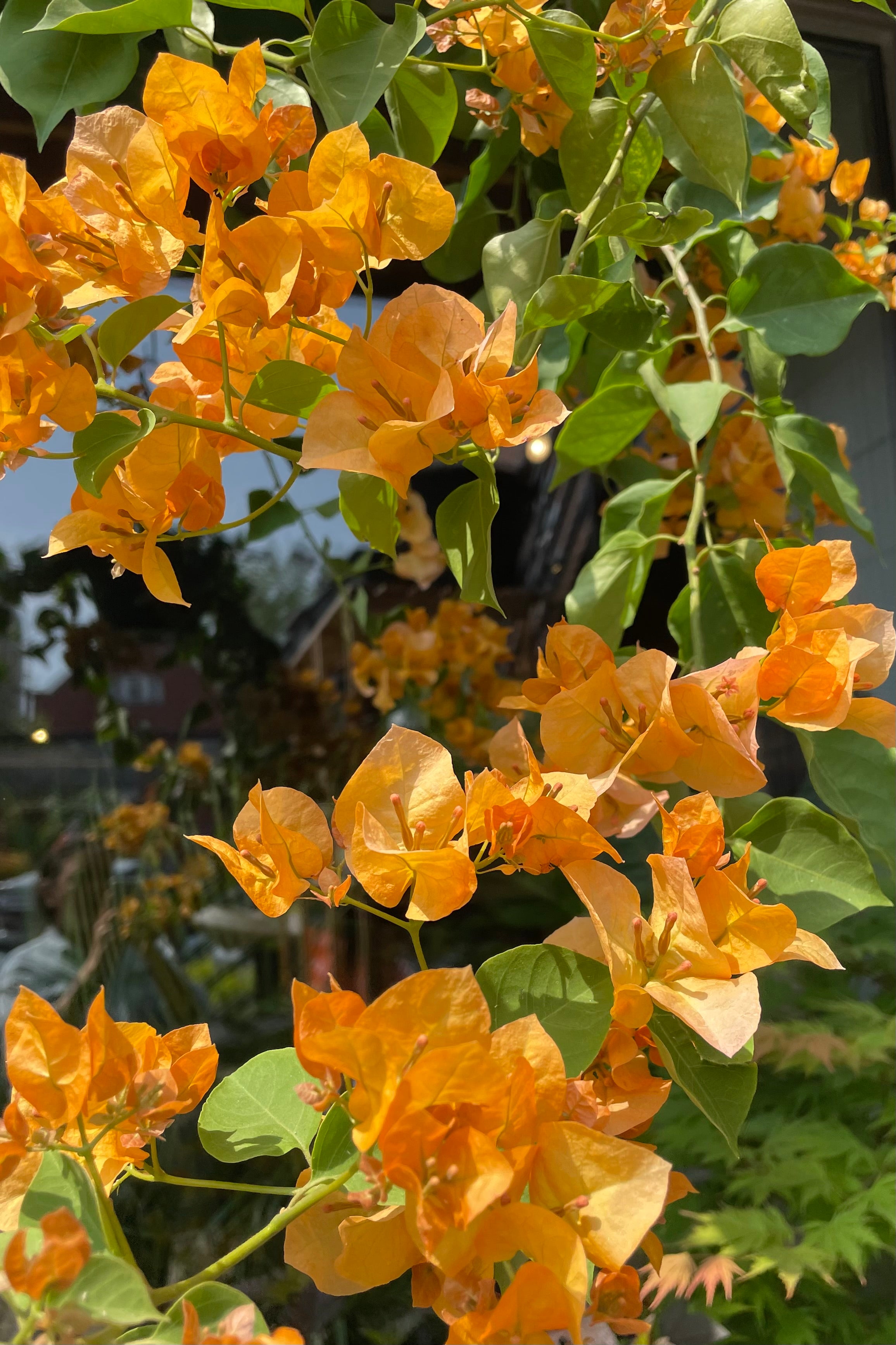 Detail of the orange colored Bougainvillea