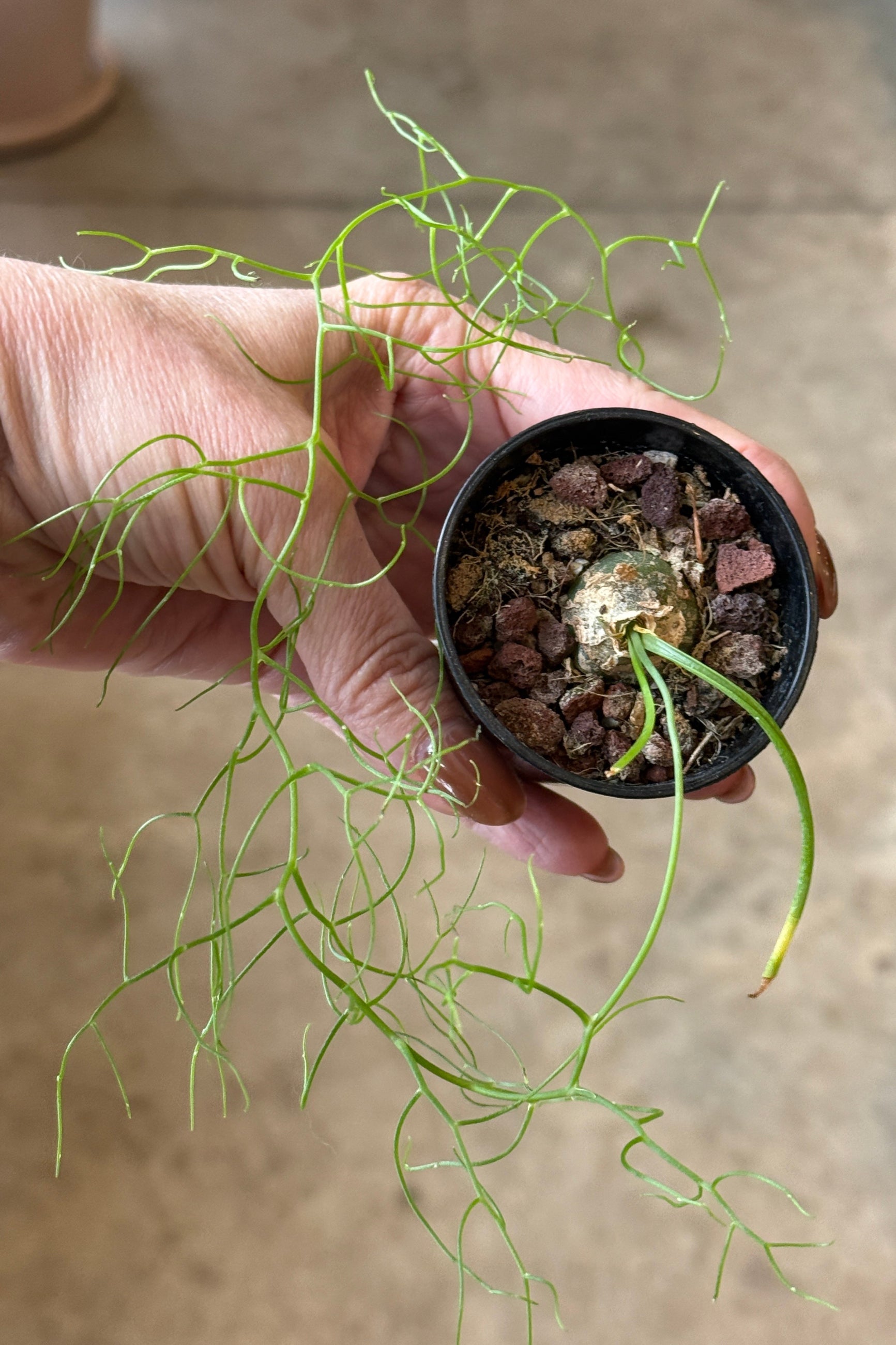 Hand holding a small potted Bowiea volubility plant with a beige background ©Sprout Home
