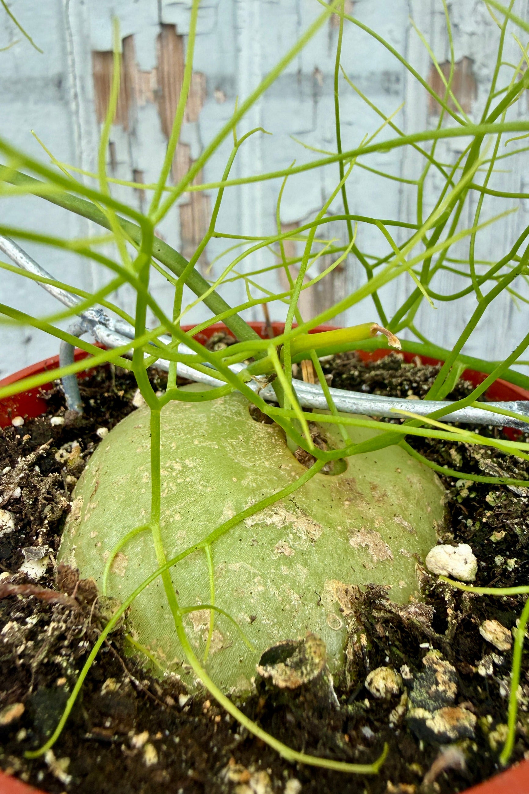 Close-up of a Bowiea volubilis "Vining Onion" plant bulb with thin stems against a blurred background ©Sprout Home