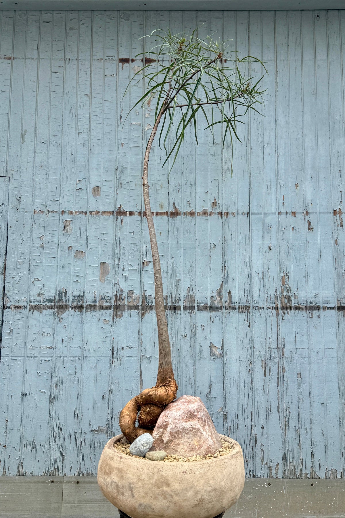 Brachychiton rupestris in Clay Bowl ©Sprout Home