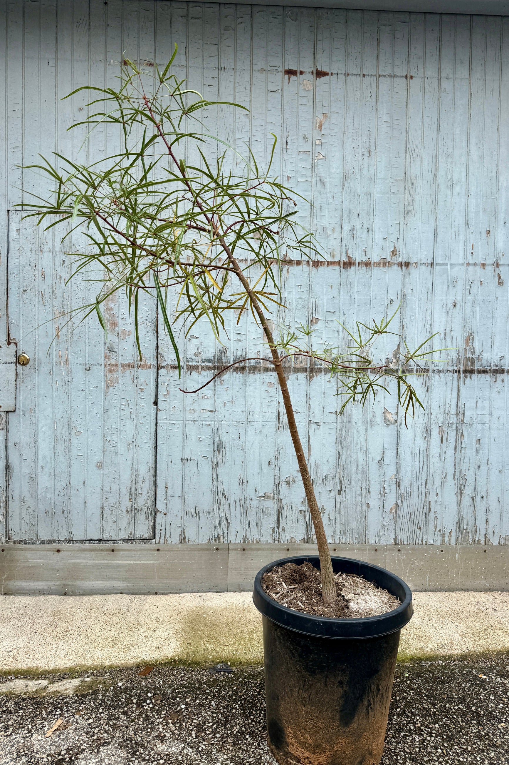 Brachychiton rupestris "Queensland Bottletree" in a #15 growers pot against a grey wood wall ©Sprout Home