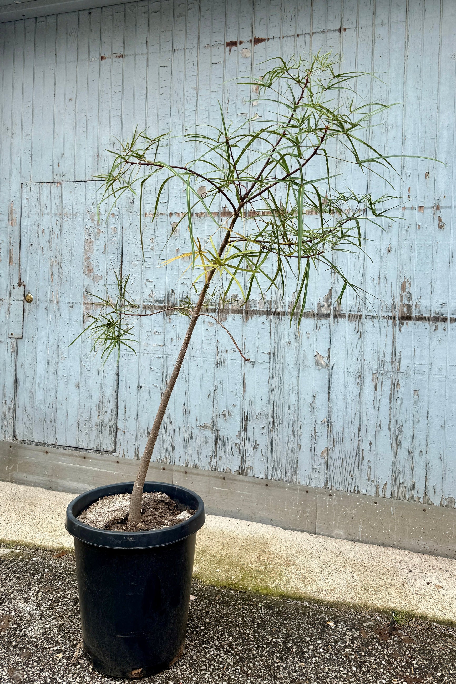 Brachychiton rupestris "Queensland Bottletree" in a #15 growers pot against a grey wood wall ©Sprout Home
