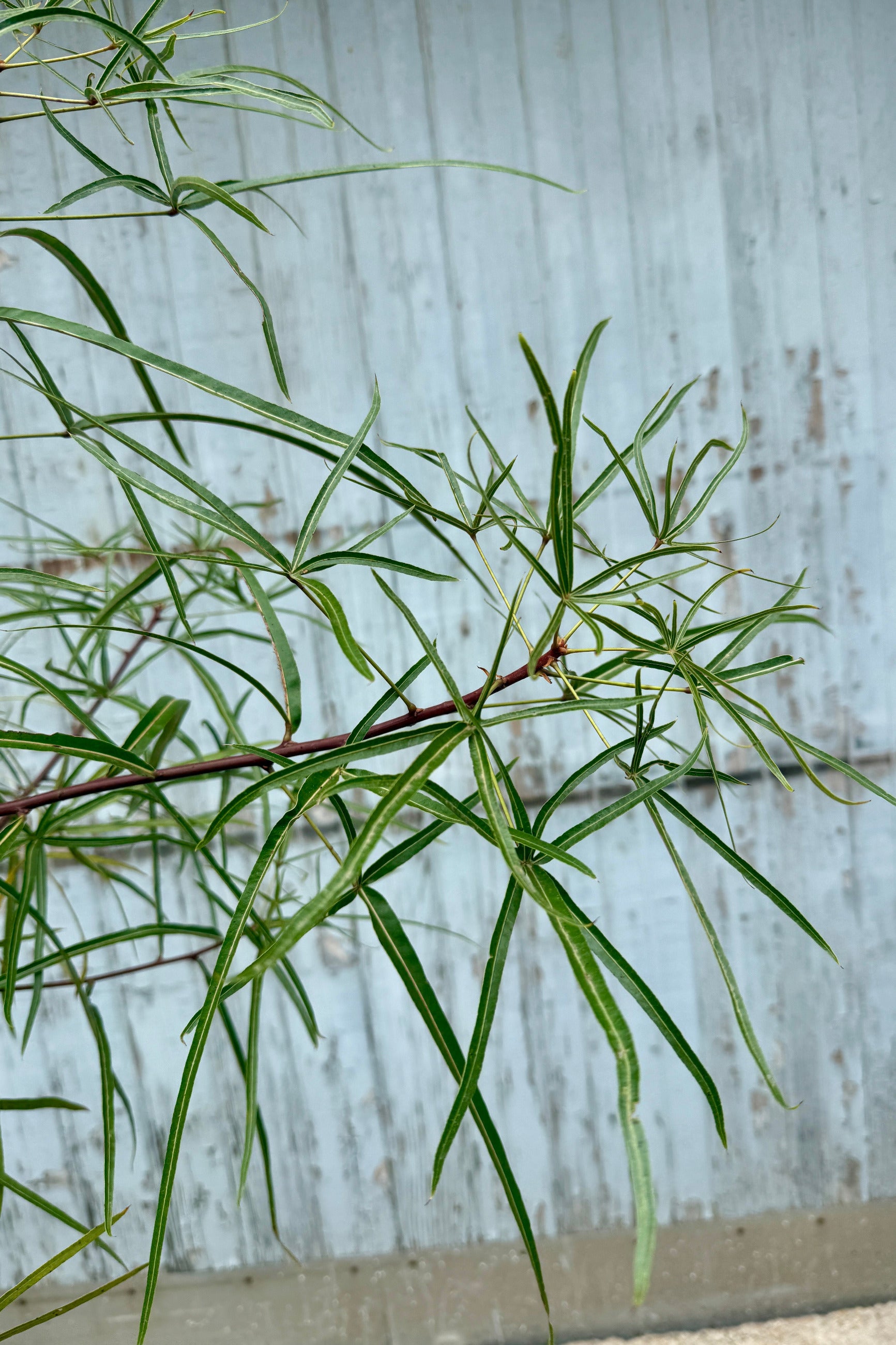 Brachychiton rupestris "Queensland Bottletree" leaves against a grey wood wall ©Sprout Home