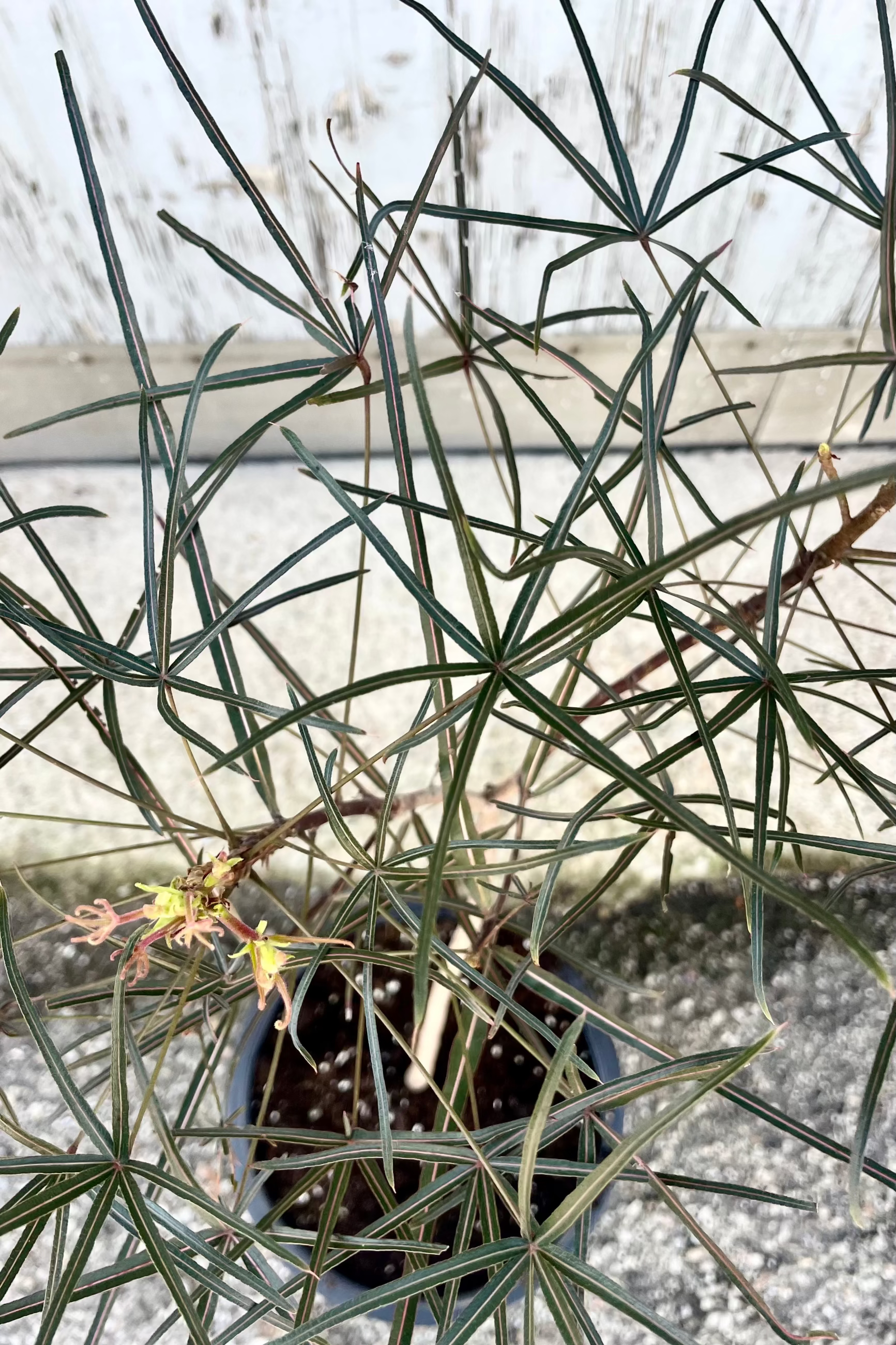 Brachychiton rupestris "Queensland Bottletree" leaves up close with thin green leaves on a blurred background ©Sprout Home