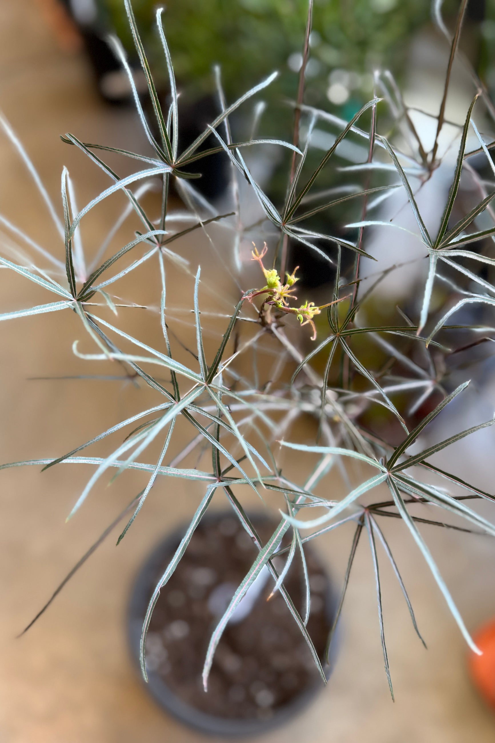Brachychiton rupestris "Queensland Bottletree" plant with thin leaves on a blurred background ©Sprout Home