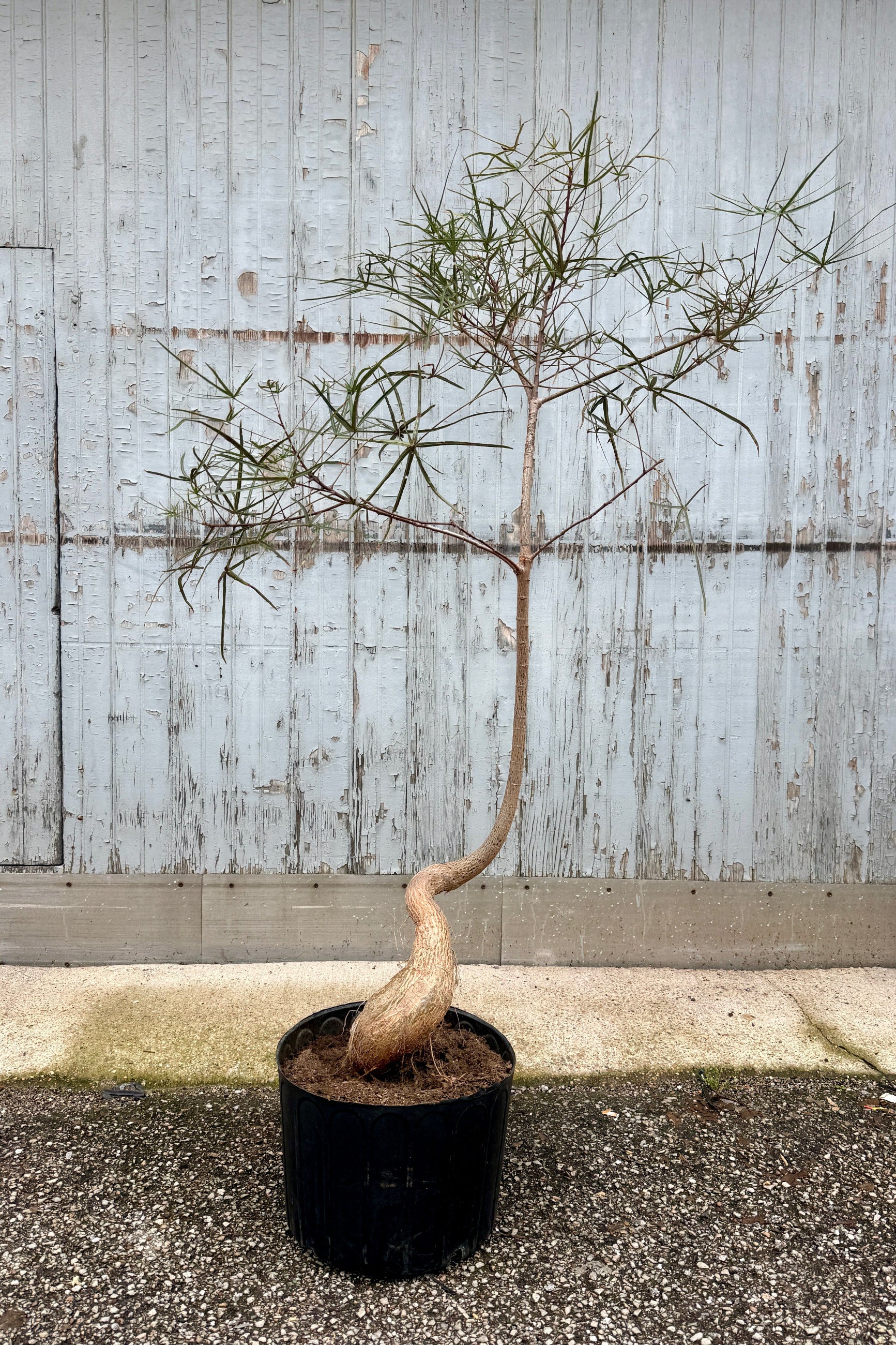 Brachychiton rupestris "Queensland Bottletree" #7 character against a blue grey fence ©Sprout Home