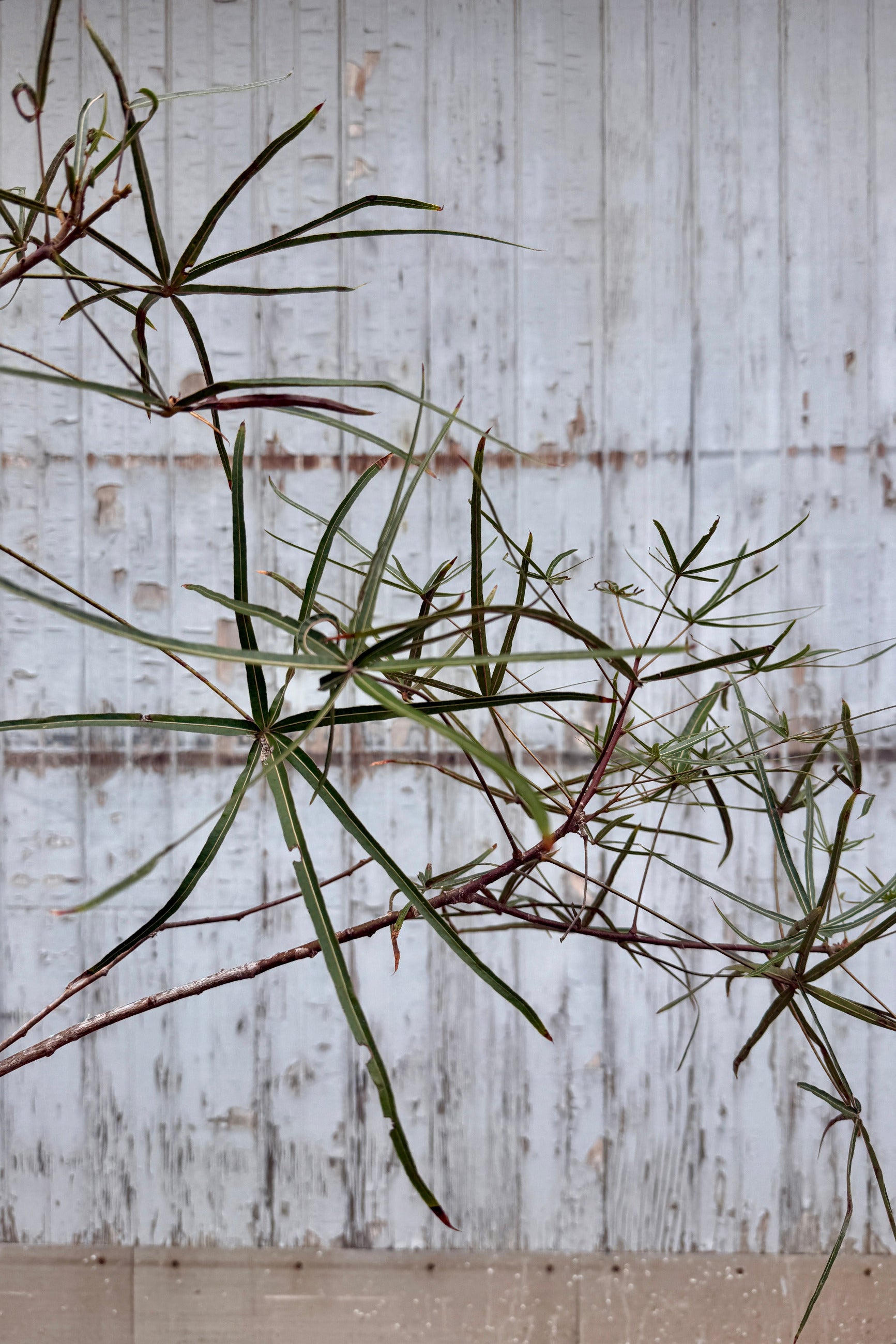 Brachychiton rupestris "Queensland Bottletree" leaves and branch against a blue grey fence ©Sprout Home