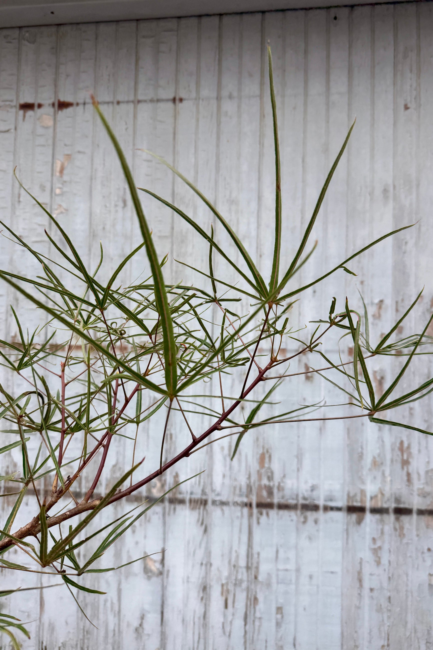 Brachychiton rupestris "Queensland Bottletree" detail of the leaves against a blue grey fence ©Sprout Home