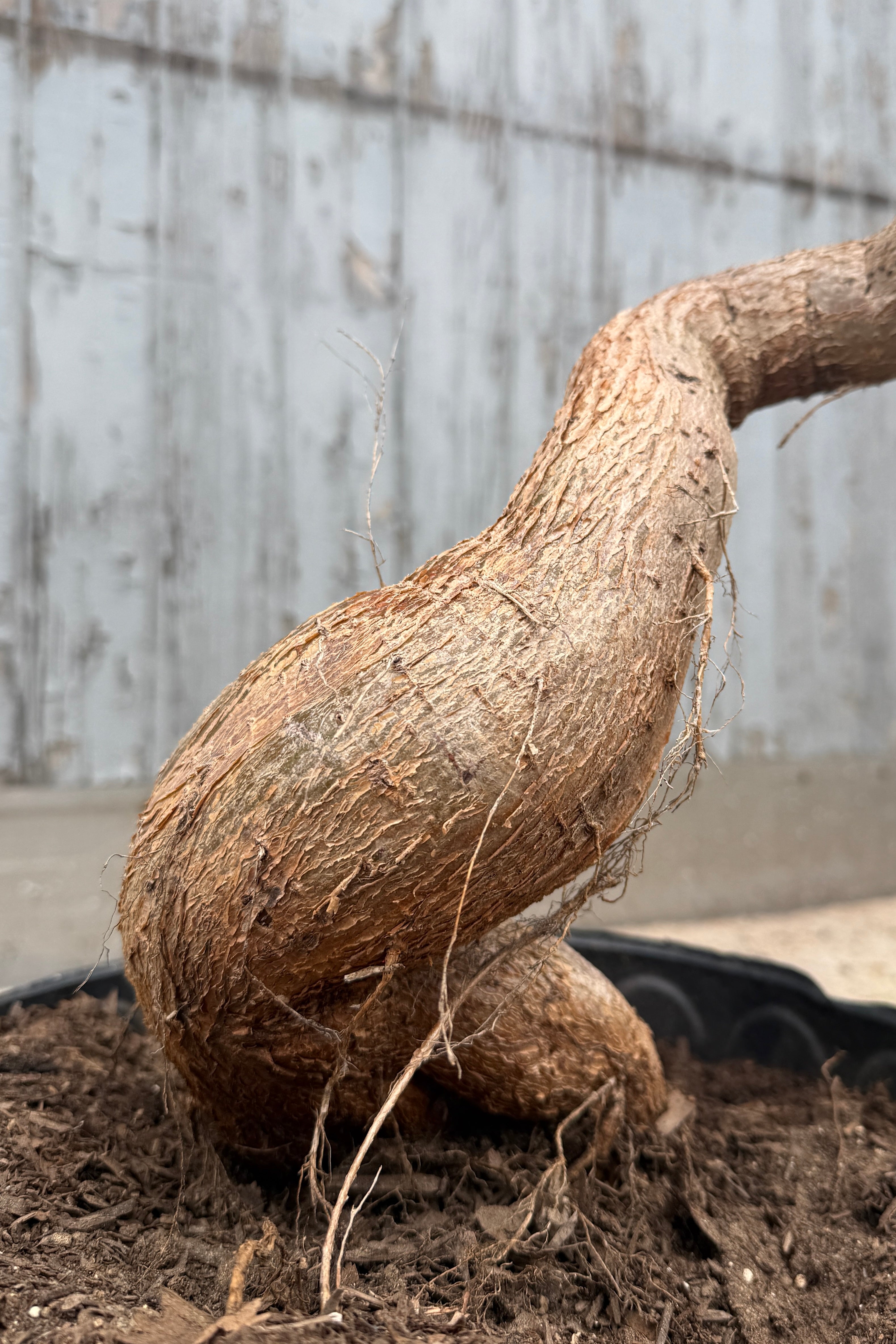 Brachychiton rupestris "Queensland Bottletree" #7 character