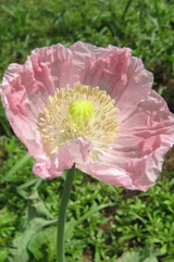 Breadseed poppy in bloom and pink by Hudson Valley Seed Company