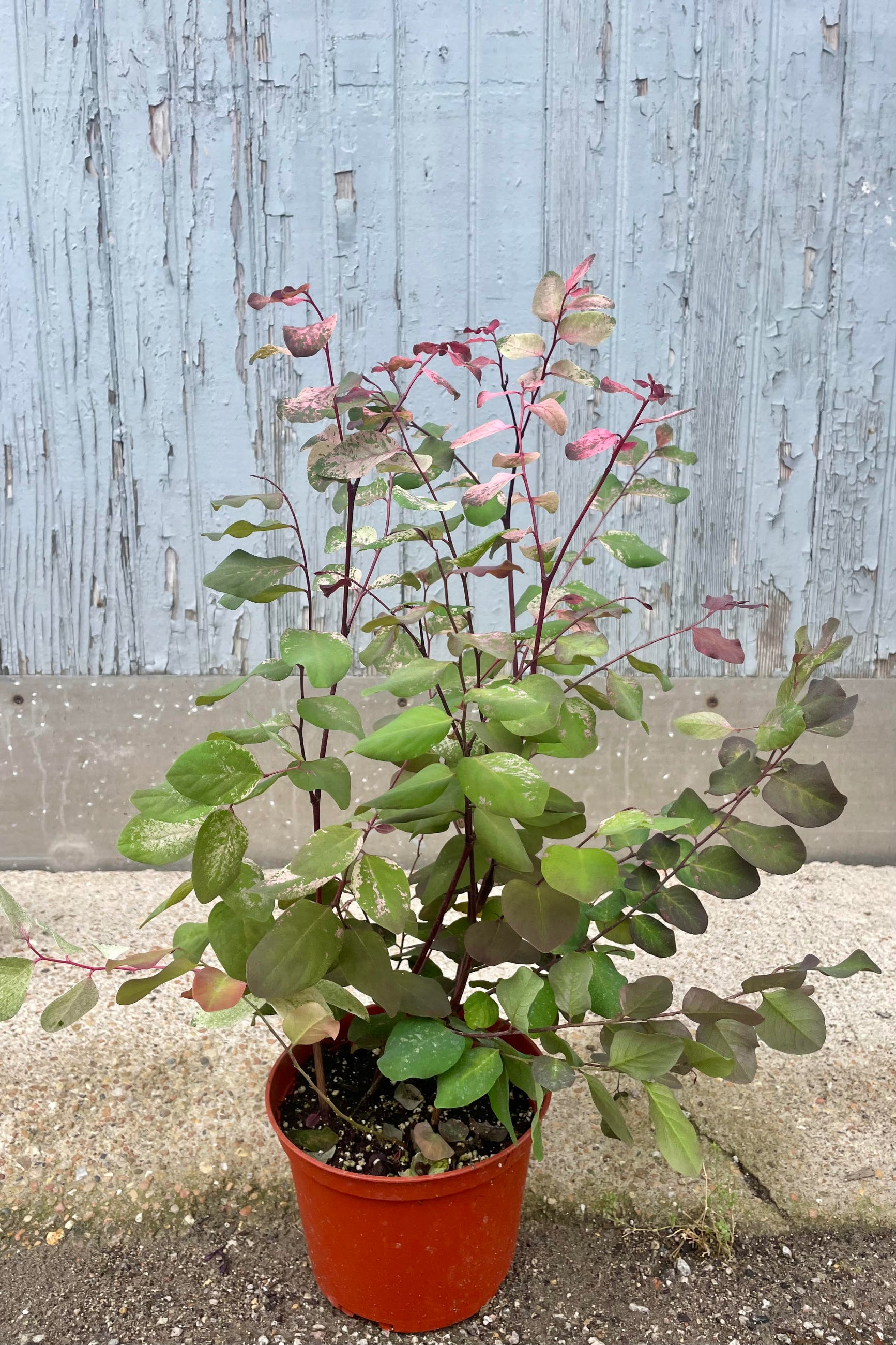 Photo of a Breynia "Hawaiian Snowbush" plant in an orange pot against a gray wall. The plant has graceful branches and small round leaves which vary in color with green, white and pink.  ©Sprout Home