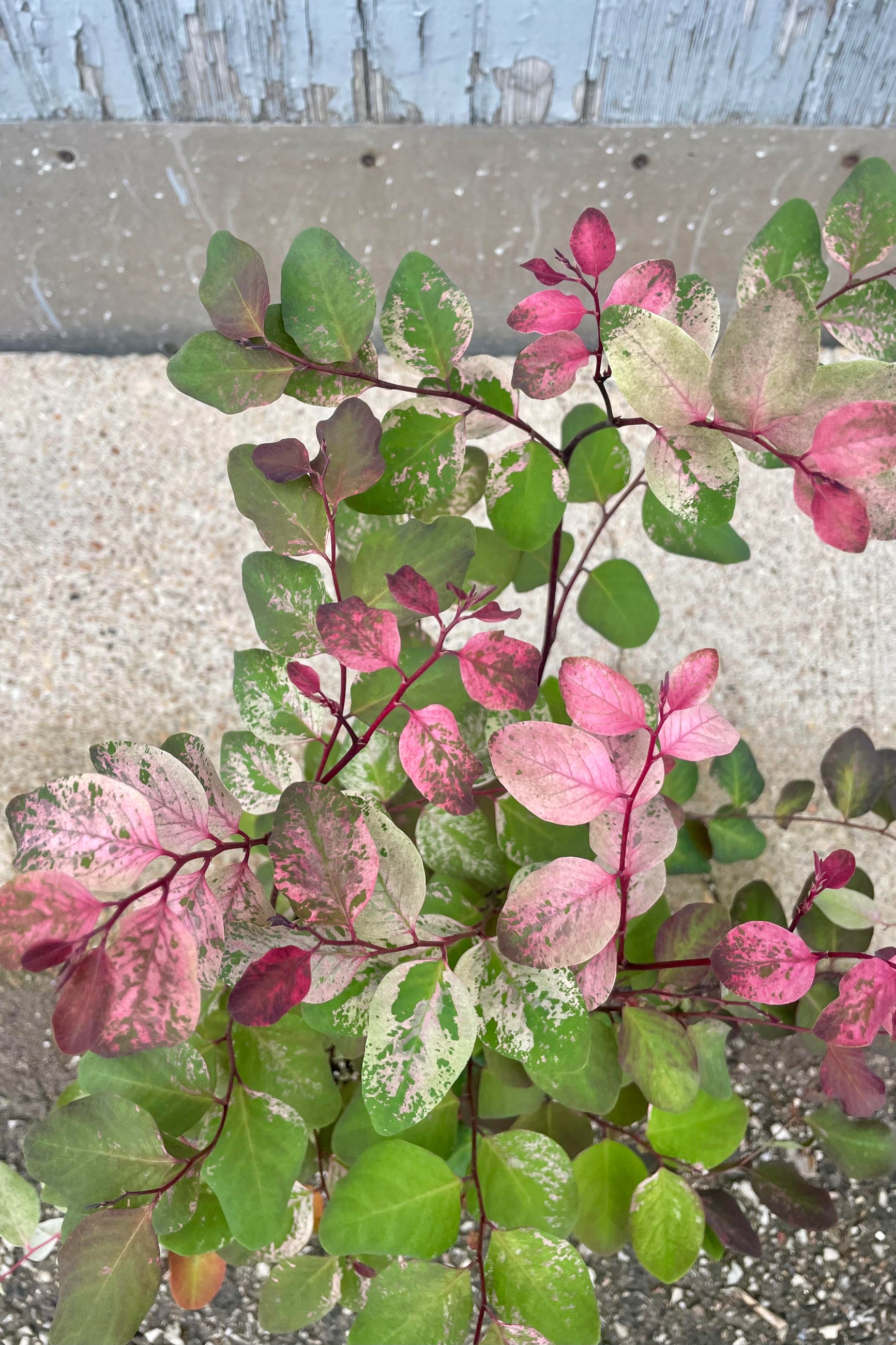 Photo from above of the delicate branches of the Breynia "Hawaiian Snowbush" plant with its white, green and pink leaves. The plant is shown against a cement and gray background.  ©Sprout Home