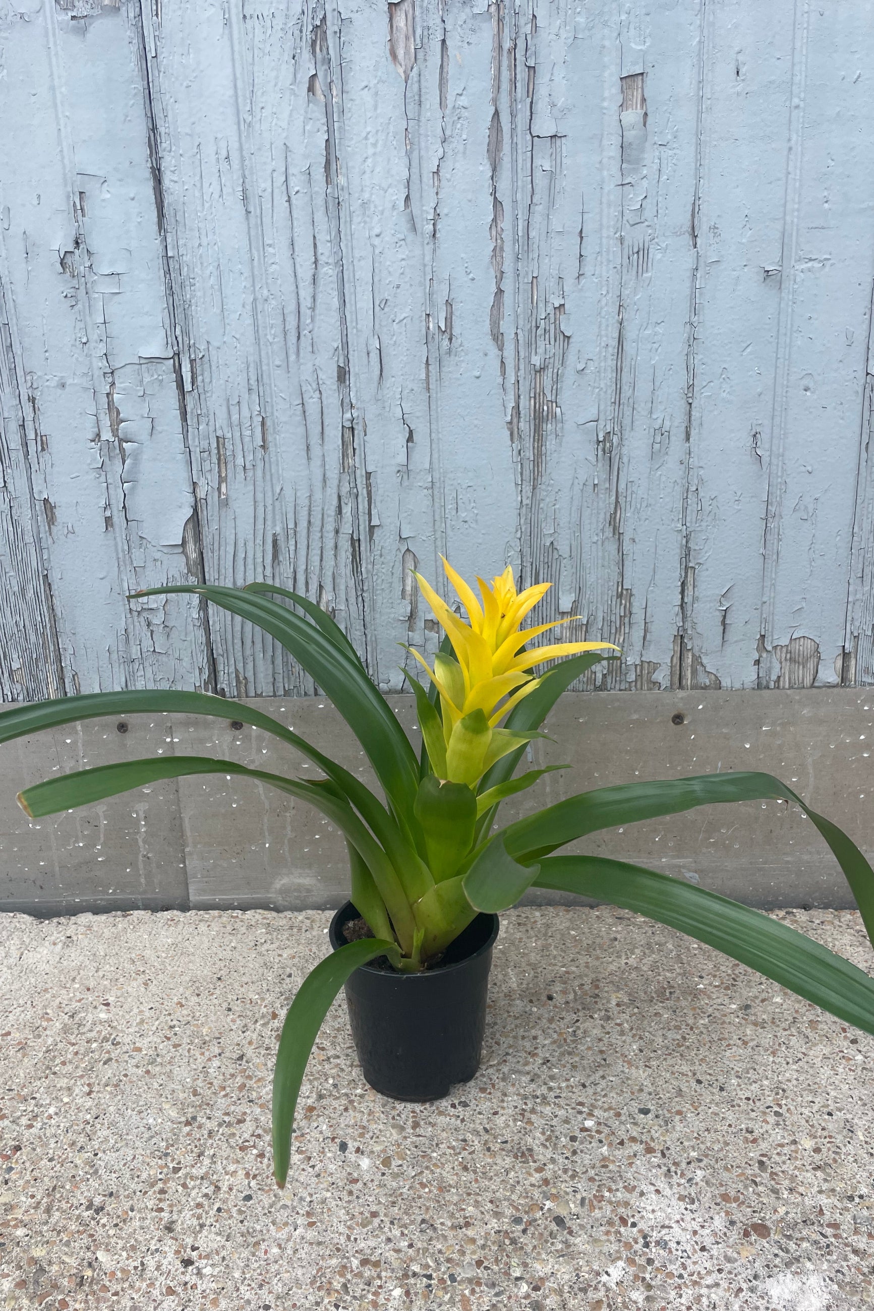 Photo of long green leaves with yellow flowers of Guzmania bromeliad plants at Sprout Home. The plant is in a black pot in front of a gray wall.  ©Sprout Home