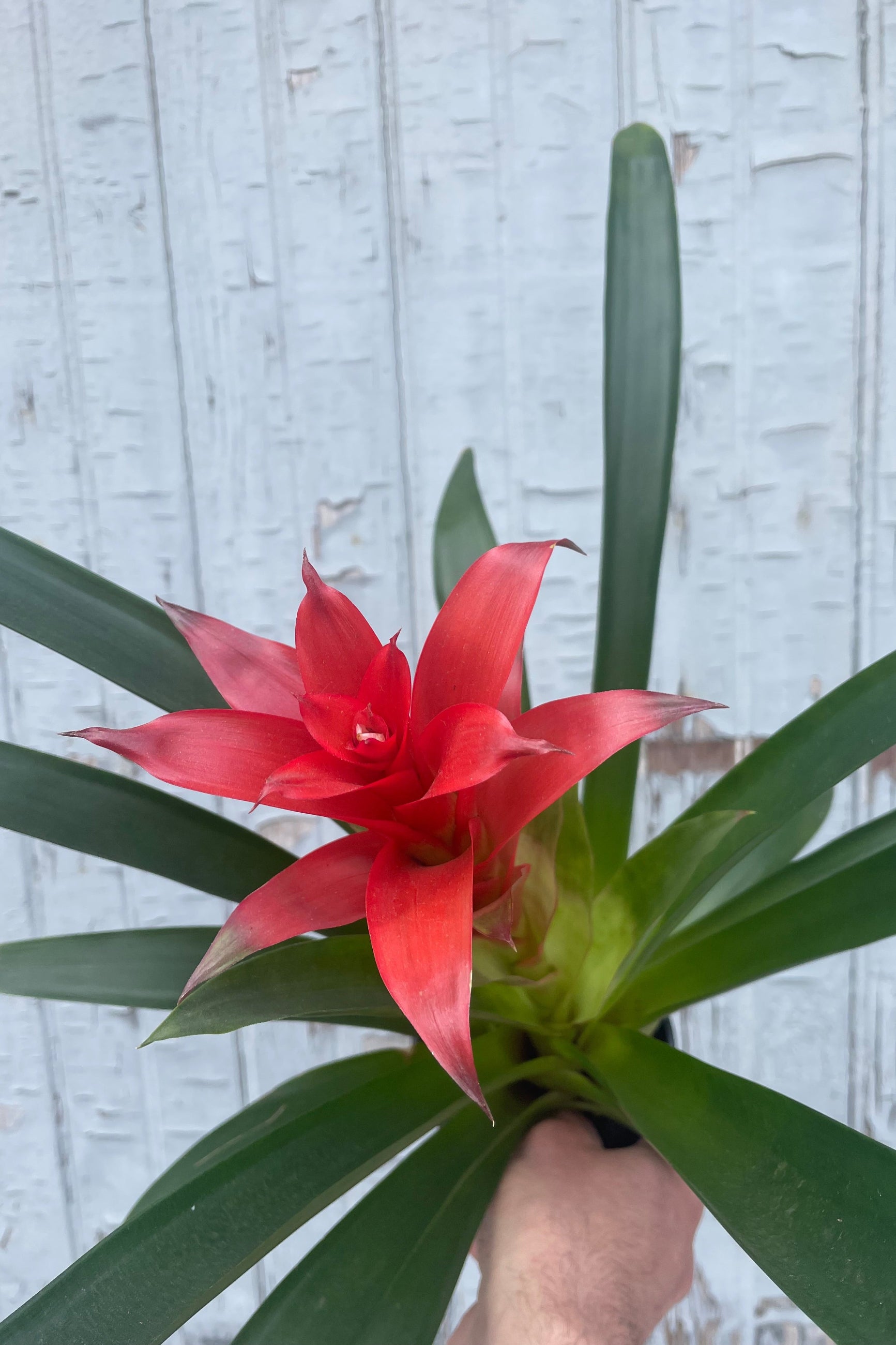 Photo of long green leaves with red and yellow flowers of Guzmania bromeliad A hand hold the plant in front of a gray wall at Sprout Home. ©Sprout Home