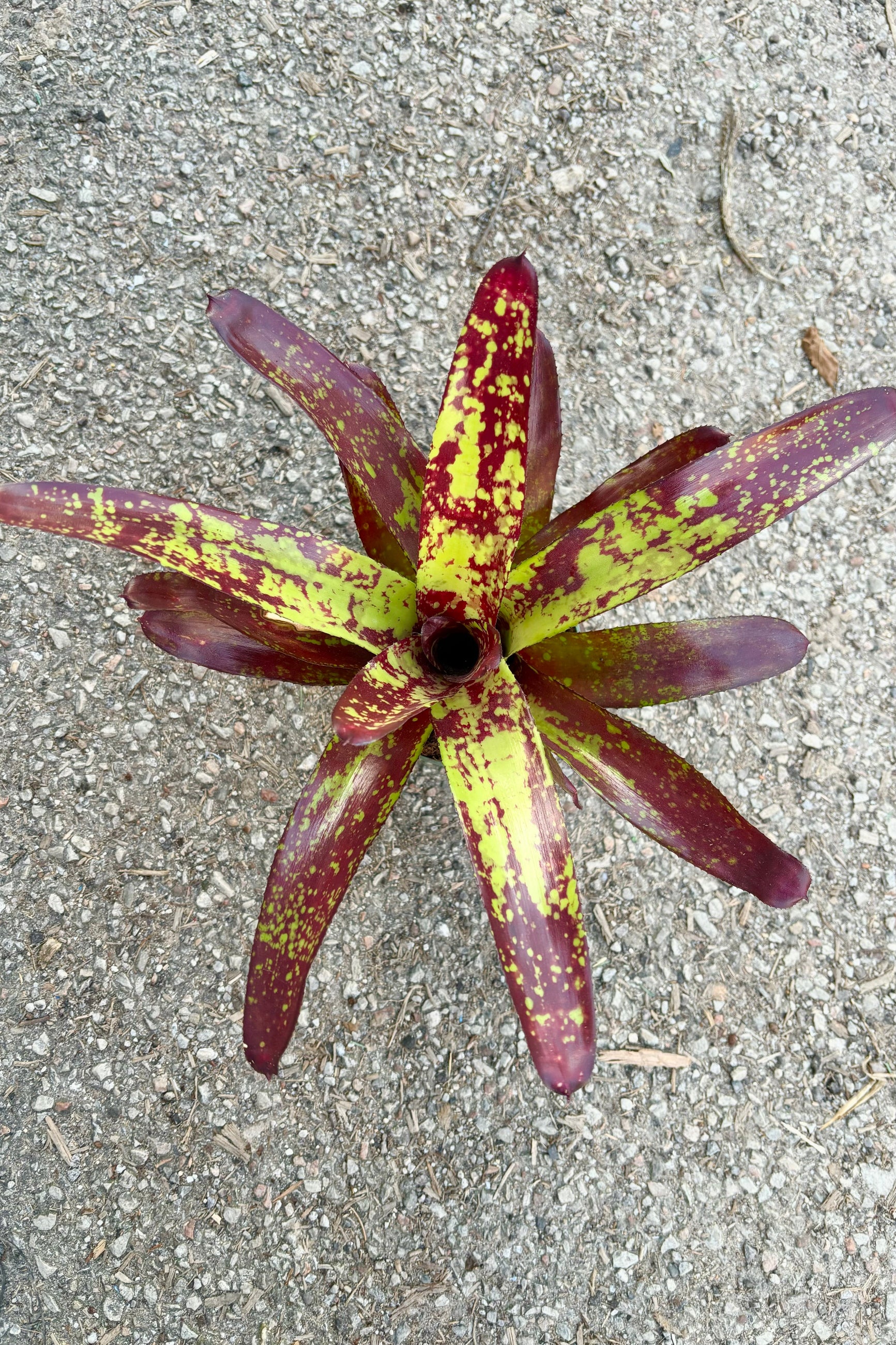 Bromeliad 'Neoregelia' with upright leaves arranged in a star shaped rosette with serrated leaves that are mottled with dark red and yellow spotting against cement background against cement background at Sprout Home  ©Sprout Home
