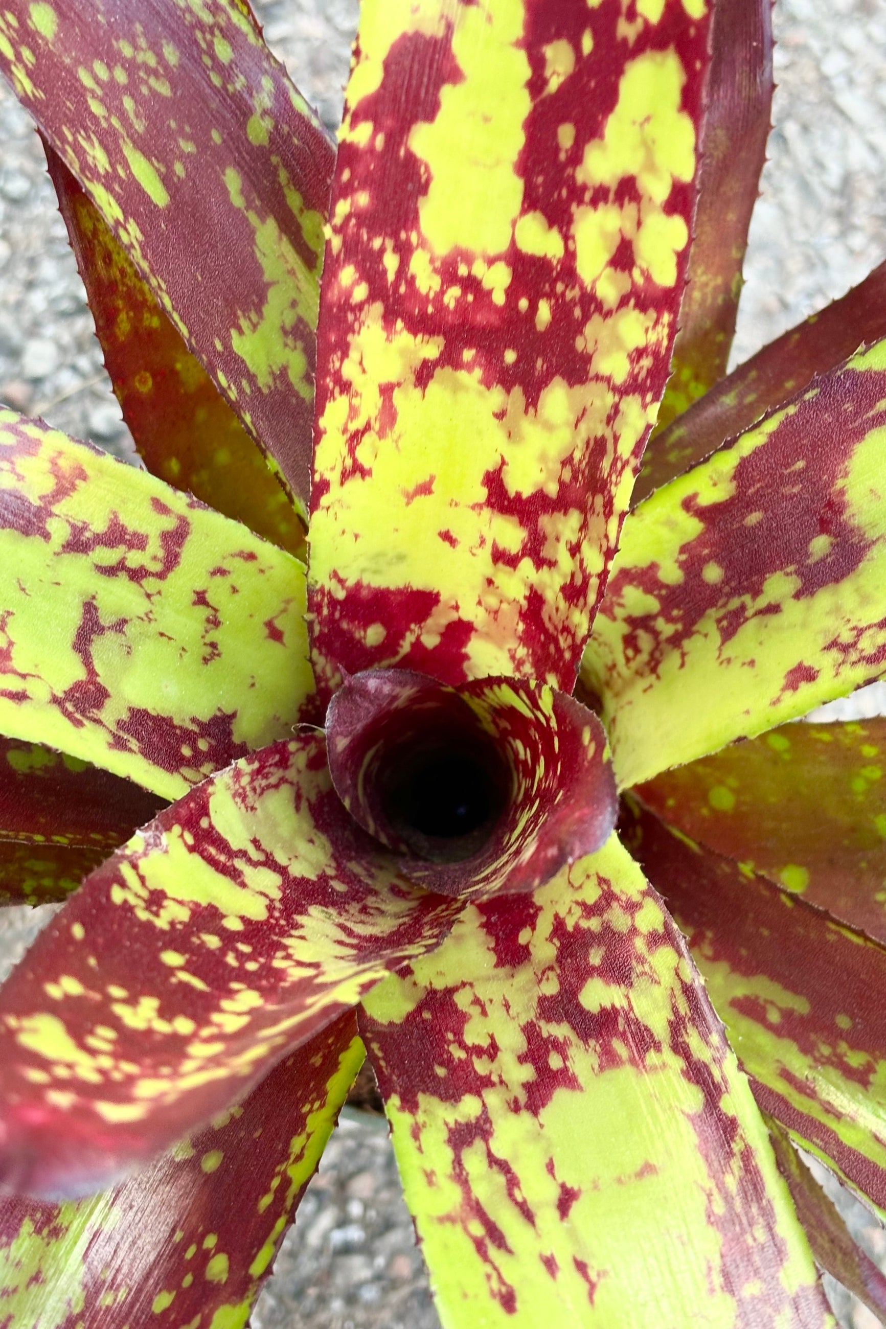 Close up of Bromeliad 'Neoregelia' with upright leaves arranged in a star shaped rosette with serrated leaves that are mottled with dark red and yellow spotting against cement background at Sprout Home  ©Sprout Home